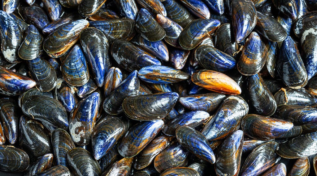 Ou Trouver Des Moules De Bouchot